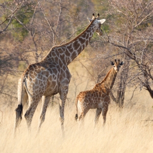 Adult giraffe with a young (Giraffa camelopardalis) in Namibia