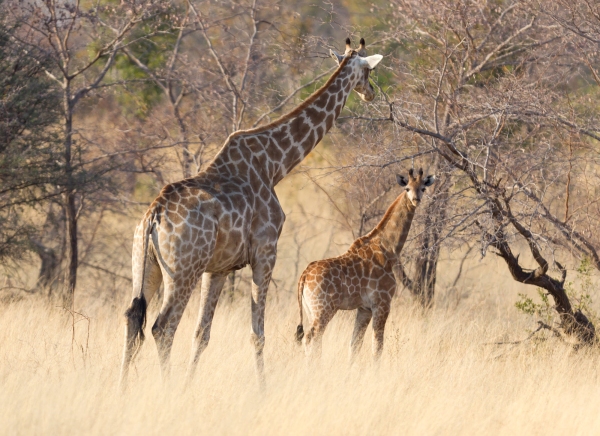 Adult giraffe with a young (Giraffa camelopardalis) in Namibia