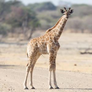 Single young giraffe (Giraffa camelopardalis) in Namibia