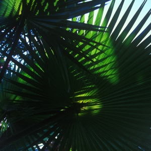 Palm fronds silhouetted against a blue sky