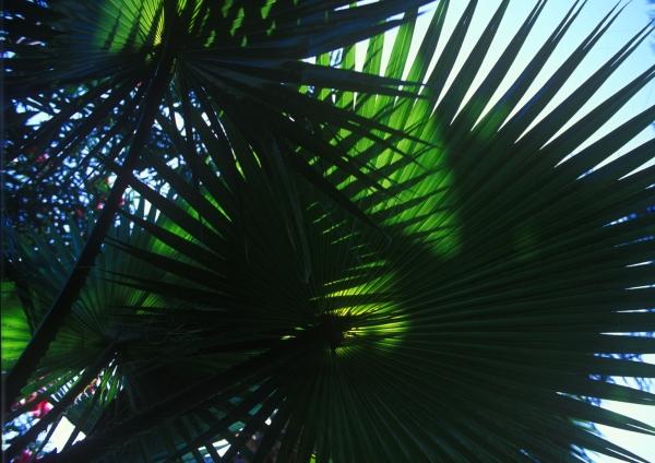 Palm fronds silhouetted against a blue sky