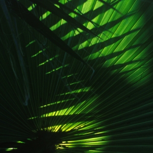 Overlapping and silhouetted palm fronds