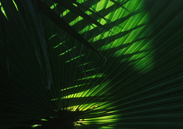 Overlapping and silhouetted palm fronds