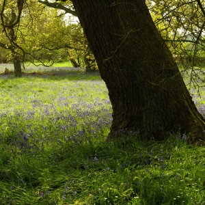 A springtime bluebell wood with ancient oak trees