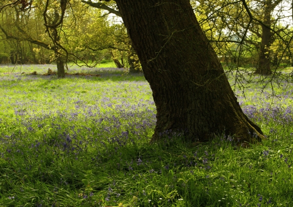 A springtime bluebell wood with ancient oak trees