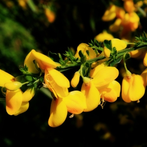 Yellow flowers on a common broom plant