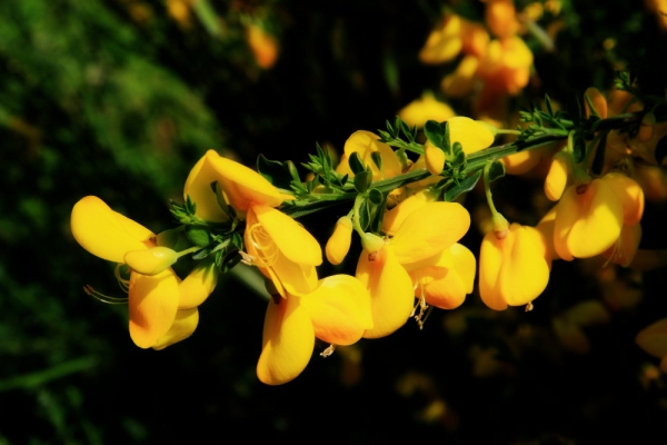 Yellow flowers on a common broom plant