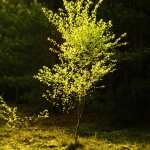 A backlit birch sapling in a forest clearing