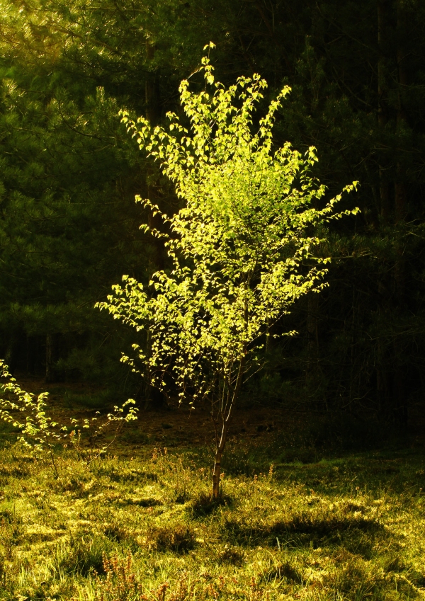 A backlit birch sapling in a forest clearing