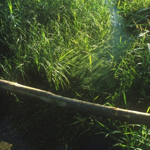 A norfolk drain with lush vegetation and pond weed