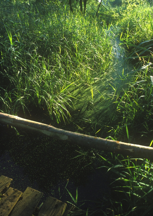 A norfolk drain with lush vegetation and pond weed