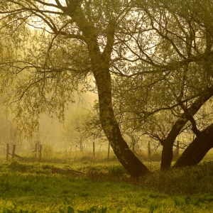 Dawn in a Suffolk water meadow