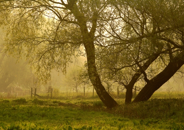 Dawn in a Suffolk water meadow