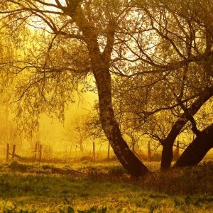 Morning sunlight on a Suffolk water meadow