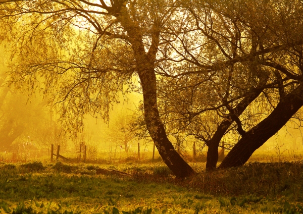 Morning sunlight on a Suffolk water meadow