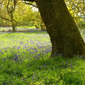 An oak wood with a carpet of bluebells