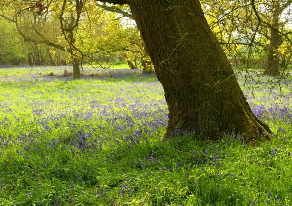 An oak wood with a carpet of bluebells