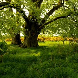 Magnificent mature beech trees on the edge of the heathland in Suffolk