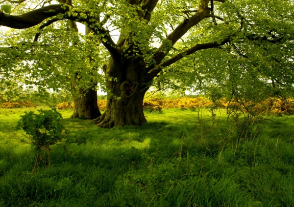 Magnificent mature beech trees on the edge of the heathland in Suffolk