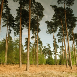 Conifers at the edge of the forest on Hollesley heath