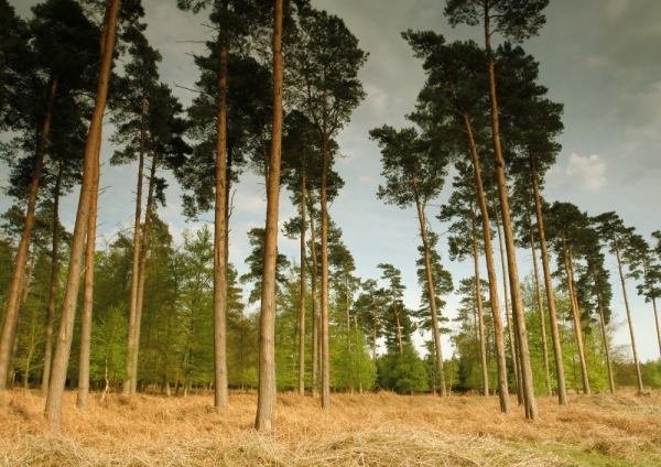 Conifers at the edge of the forest on Hollesley heath