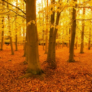 A deciduous wood with autumn leaves falling