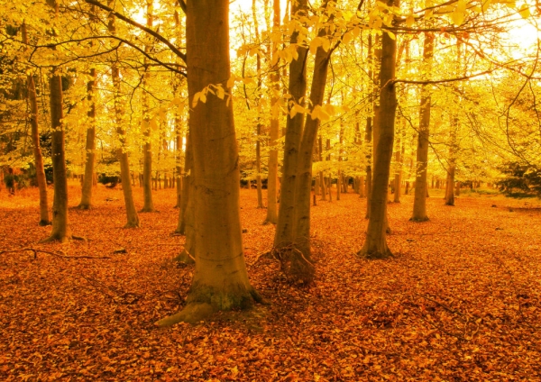 A deciduous wood with autumn leaves falling