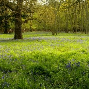 A bluebell wood in springtime