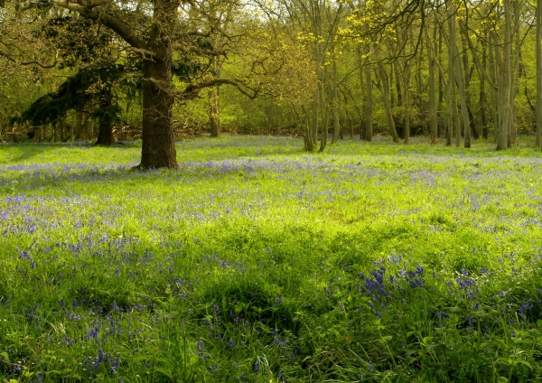 A bluebell wood in springtime