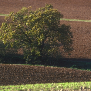 An oak tree in a recently ploughed arable field