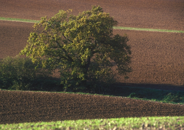 An oak tree in a recently ploughed arable field