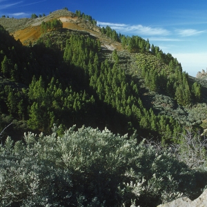 Mountain scrubland in a desert area, with a selection of drought resistant vegetation