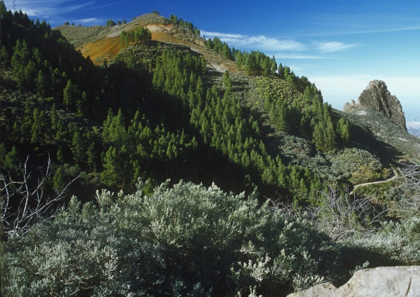 Mountain scrubland in a desert area, with a selection of drought resistant vegetation