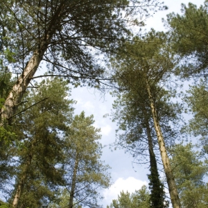 A coniferous forest agains a summer sky