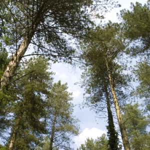 Pine trees in a coniferous forest