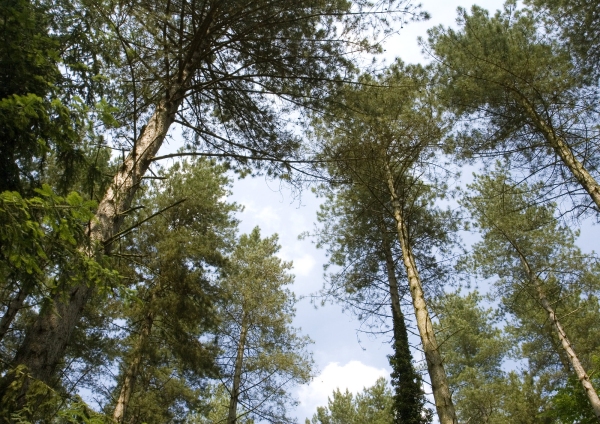 Pine trees in a coniferous forest