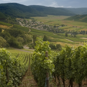 A vineyard in Southern Germany