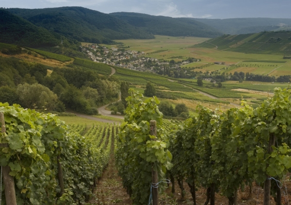 A vineyard in Southern Germany