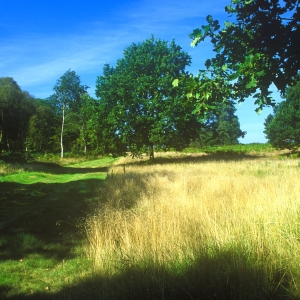 A woodland path in summer