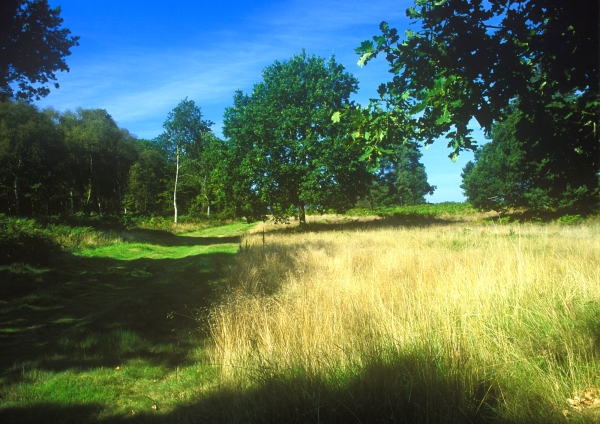 A woodland path in summer