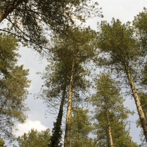 A coniferous forest agains a summer sky