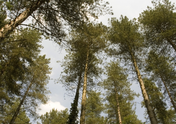 A coniferous forest agains a summer sky