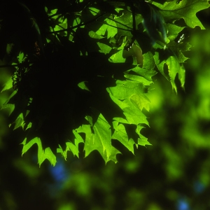 Maple leaves in a summer woodland