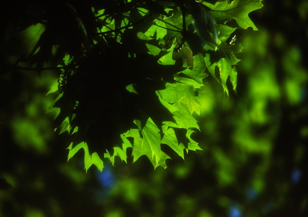 Maple leaves in a summer woodland