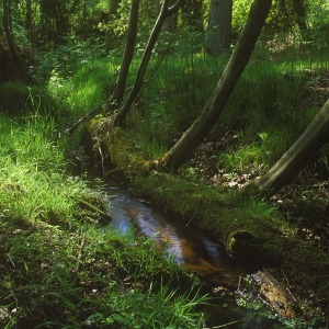 A woodland stream in summer