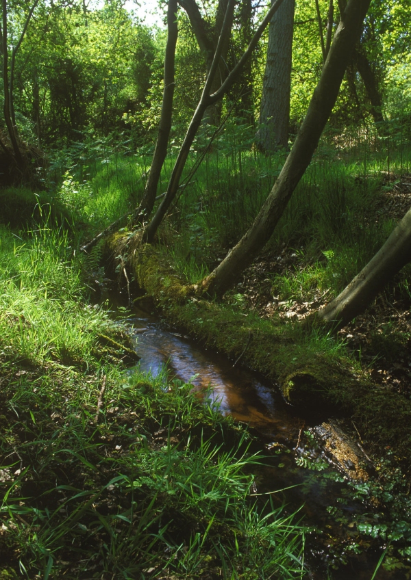 A woodland stream in summer