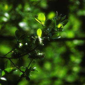 Springtime flowers on a privet bush