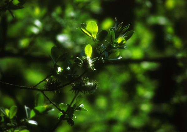 Springtime flowers on a privet bush