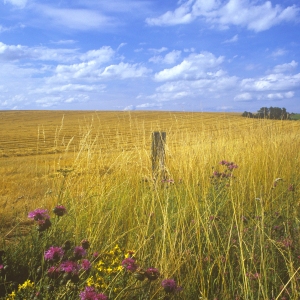 Arable farming in East Suffolk with wild flowers