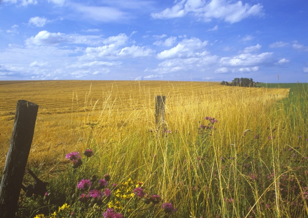 Arable farming in East Suffolk with wild flowers